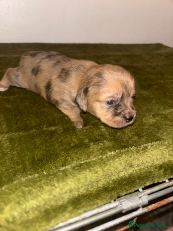 Mixed Breed dogs - Advert 12