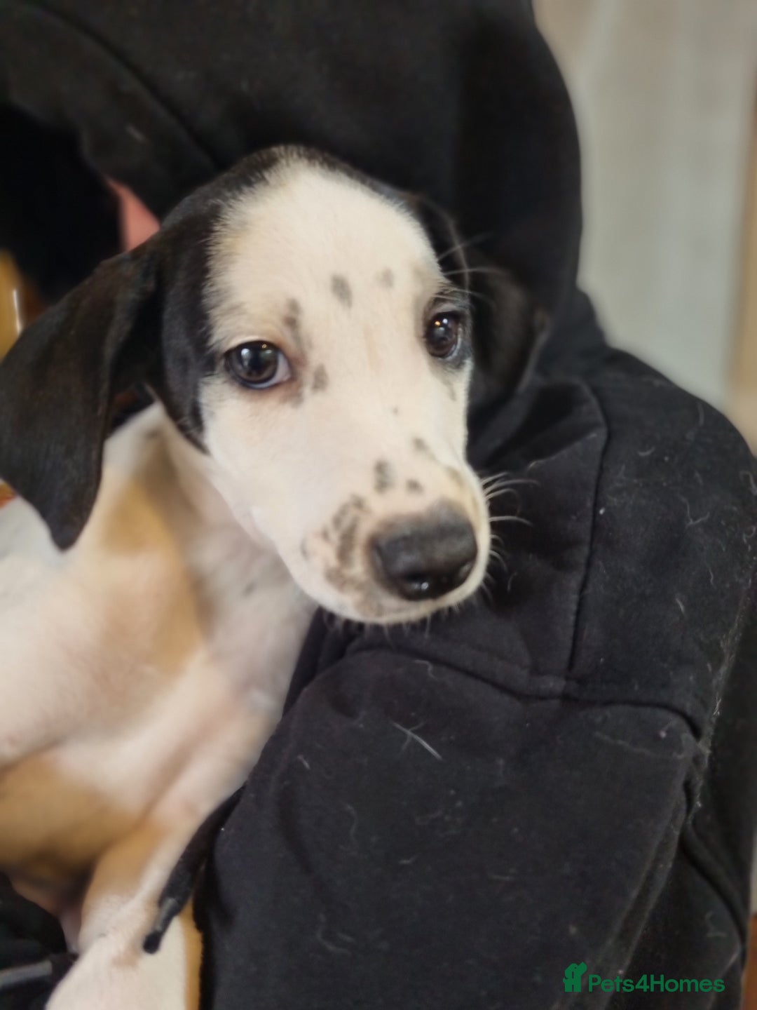 Mixed Breed dogs for sale: Mixed-Breed Puppies Ready for Their Forever Homes! - Image 5