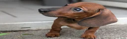 Miniature Dachshund dogs for sale: Miniature dachshund baby girl  - Advert 6