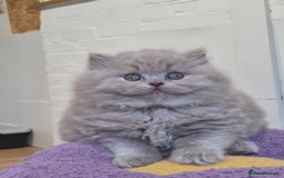 British Shorthair cats for sale: GCCF Registered British Sh & Lh Kittens - Champion - Image 15