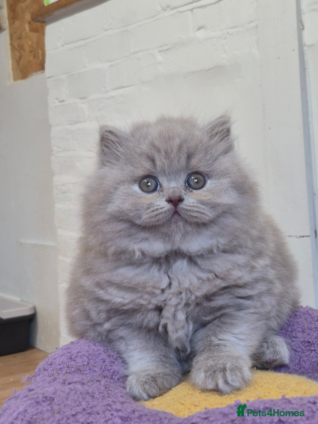 British Shorthair cats for sale: GCCF Registered British Sh & Lh Kittens - Champion - Image 15