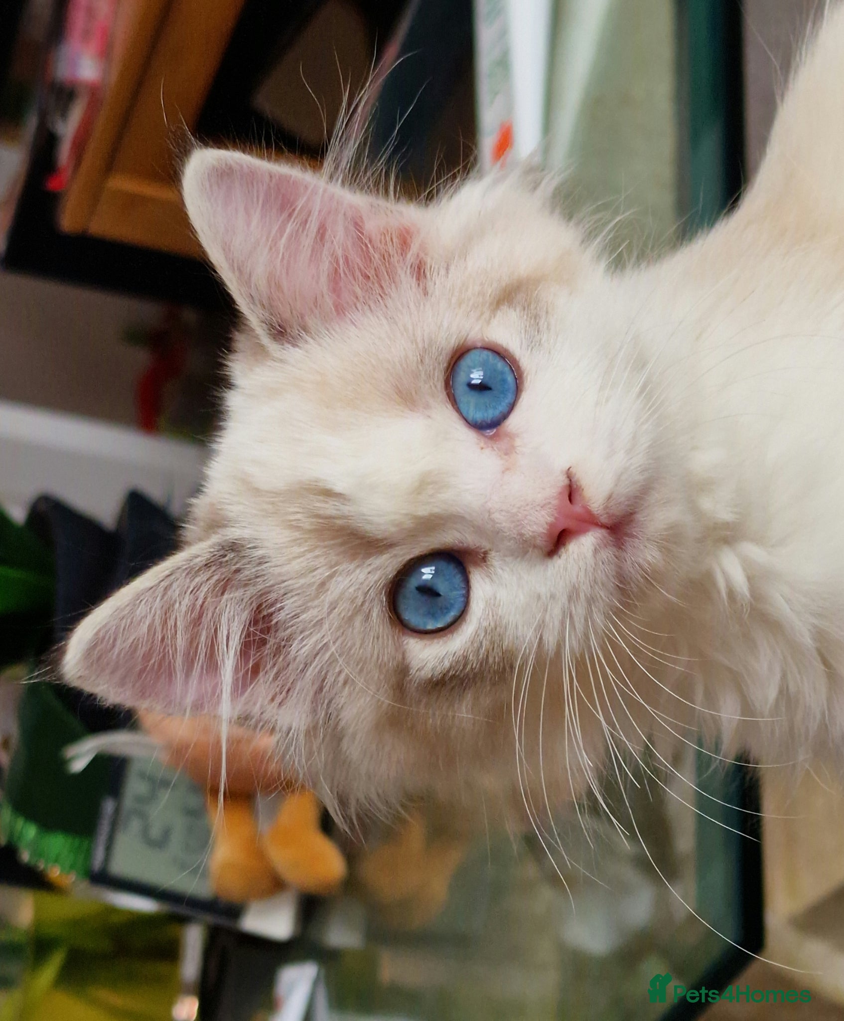 Ragdoll cats 💎 Elite Ragdoll Kittens  💎 - Advert 1