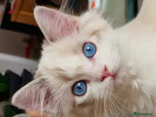 Ragdoll cats 💎 Elite Ragdoll Kittens 💎 - Advert 1