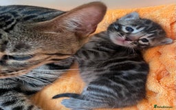 Bengal cats for sale: Stunning Pure Bengals family ❤️ TICA - Image 10