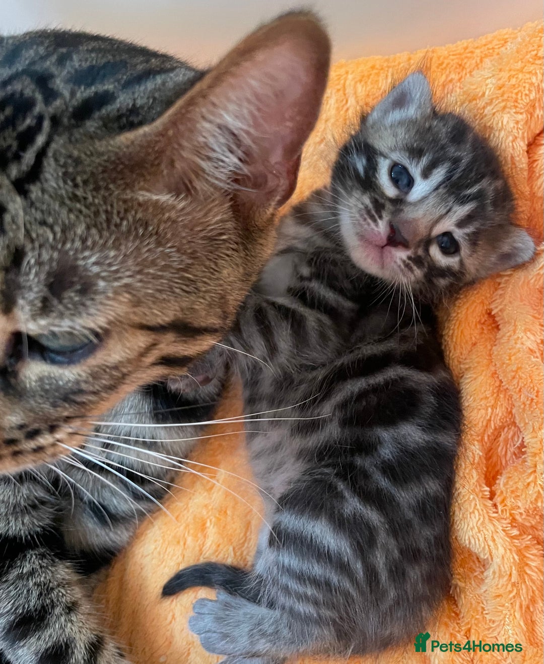 Bengal cats for sale: Stunning Pure Bengals family ❤️ TICA - Image 10