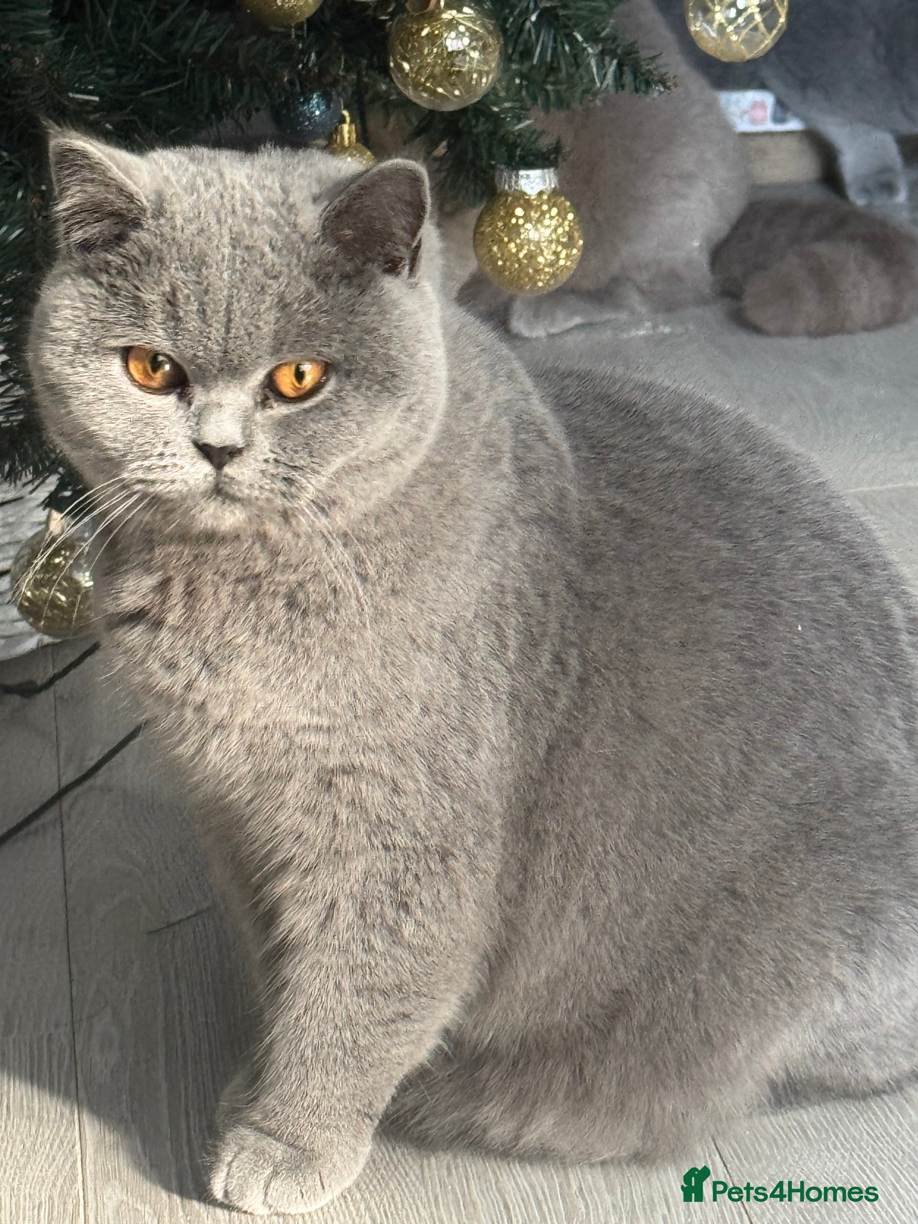 British Shorthair cats British shorthair kitten - Advert 1