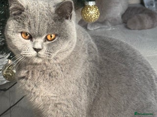 British Shorthair cats British shorthair kitten - Advert 1