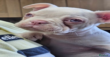 Mixed Breed dogs - Advert 11