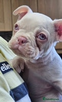 Mixed Breed dogs - Advert 11