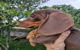 Dachshund dogs for sale: Standard Dachshund Show-quality Puppies - Image 9