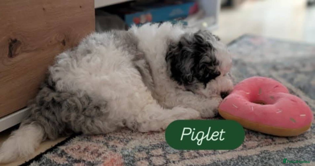 Poochon dogs for sale: Poochon pups stunning Rare colours - Image 8