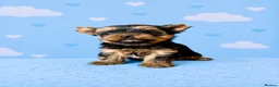 Yorkshire Terrier dogs for sale: Outstanding Show Quality RKC Registered Puppies - Advert 11