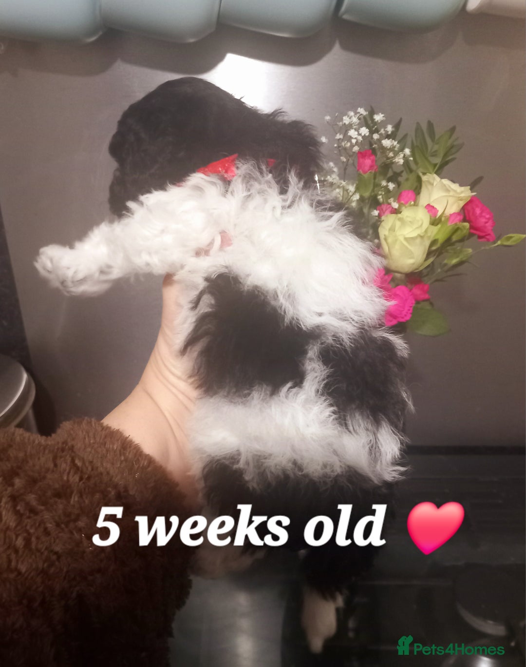 Toy Poodle dogs for sale: **1 PARTI BOY AVAILABLE**READY 21st DECEMBER** - Advert 10