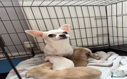 Chihuahua dogs for sale: 1 short haired chihuahua girl left  - Image 4