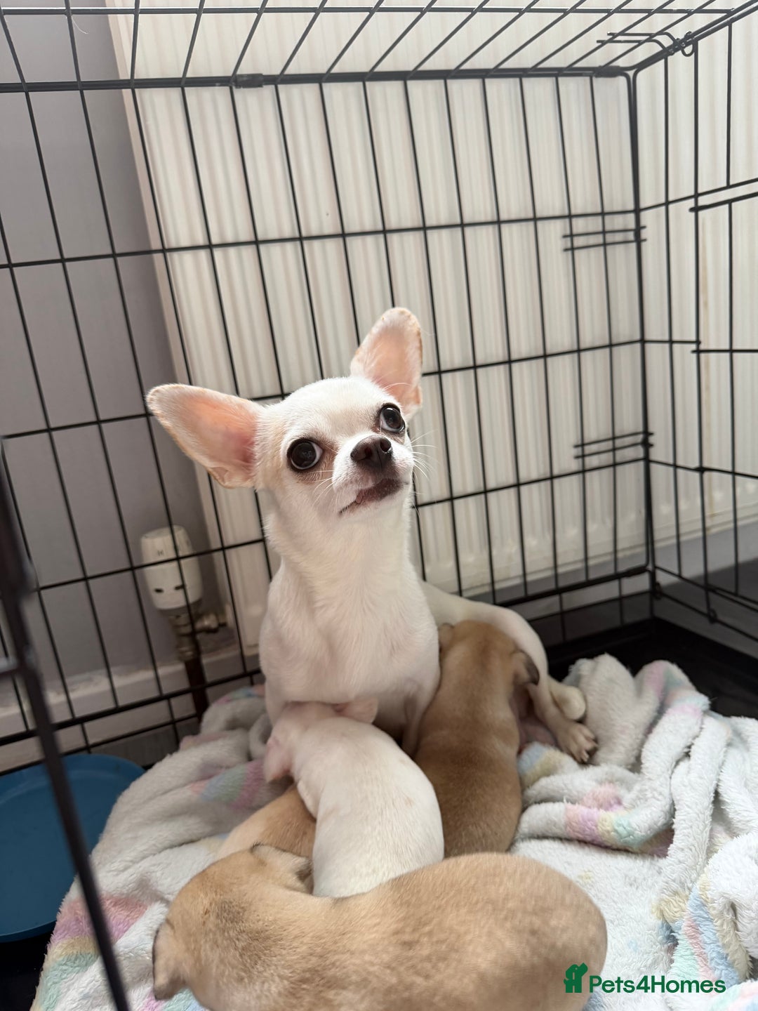 Chihuahua dogs for sale: 1 short haired chihuahua girl left  - Image 4