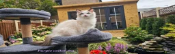 Ragdoll cats for sale: GCCF PEDIGREE CERTIFICATE KITTENS  - Advert 12