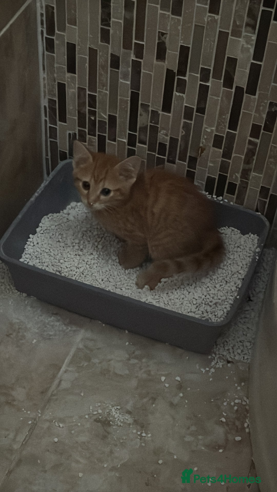 Mixed Breed cats for sale: Ginger boy  - Advert 2