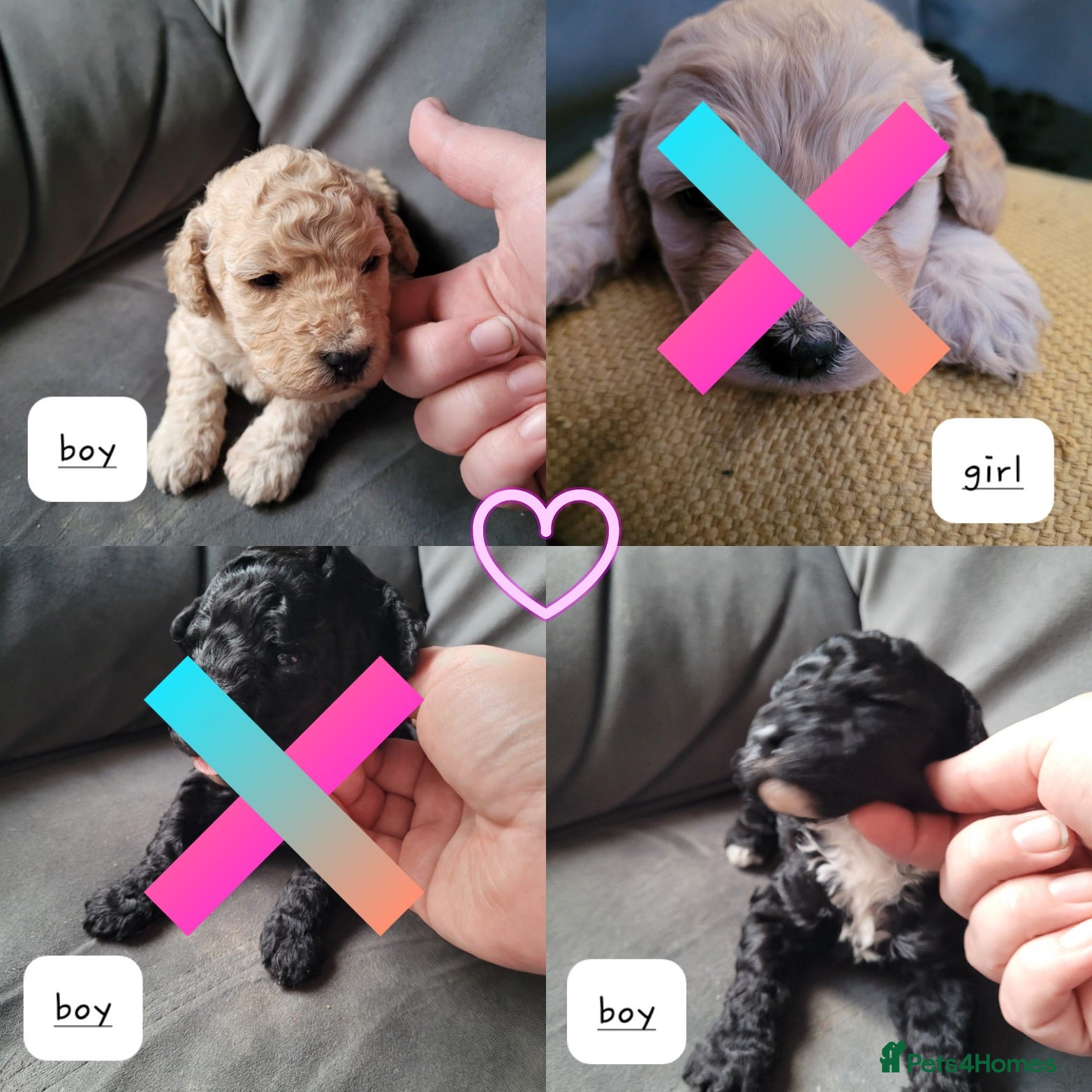 Cockapoo dogs Cockapoo puppies 💝  - Advert 2