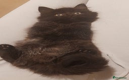 British Longhair cats for sale: British longhair male kitten - Advert 4