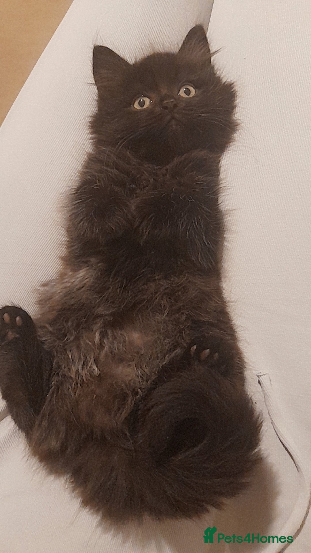 British Longhair cats for sale: British longhair male kitten - Advert 4