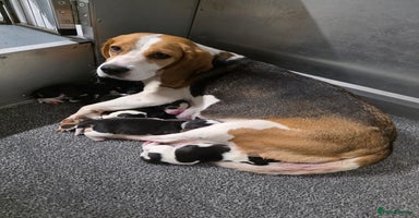 Beagle dogs - Advert 13