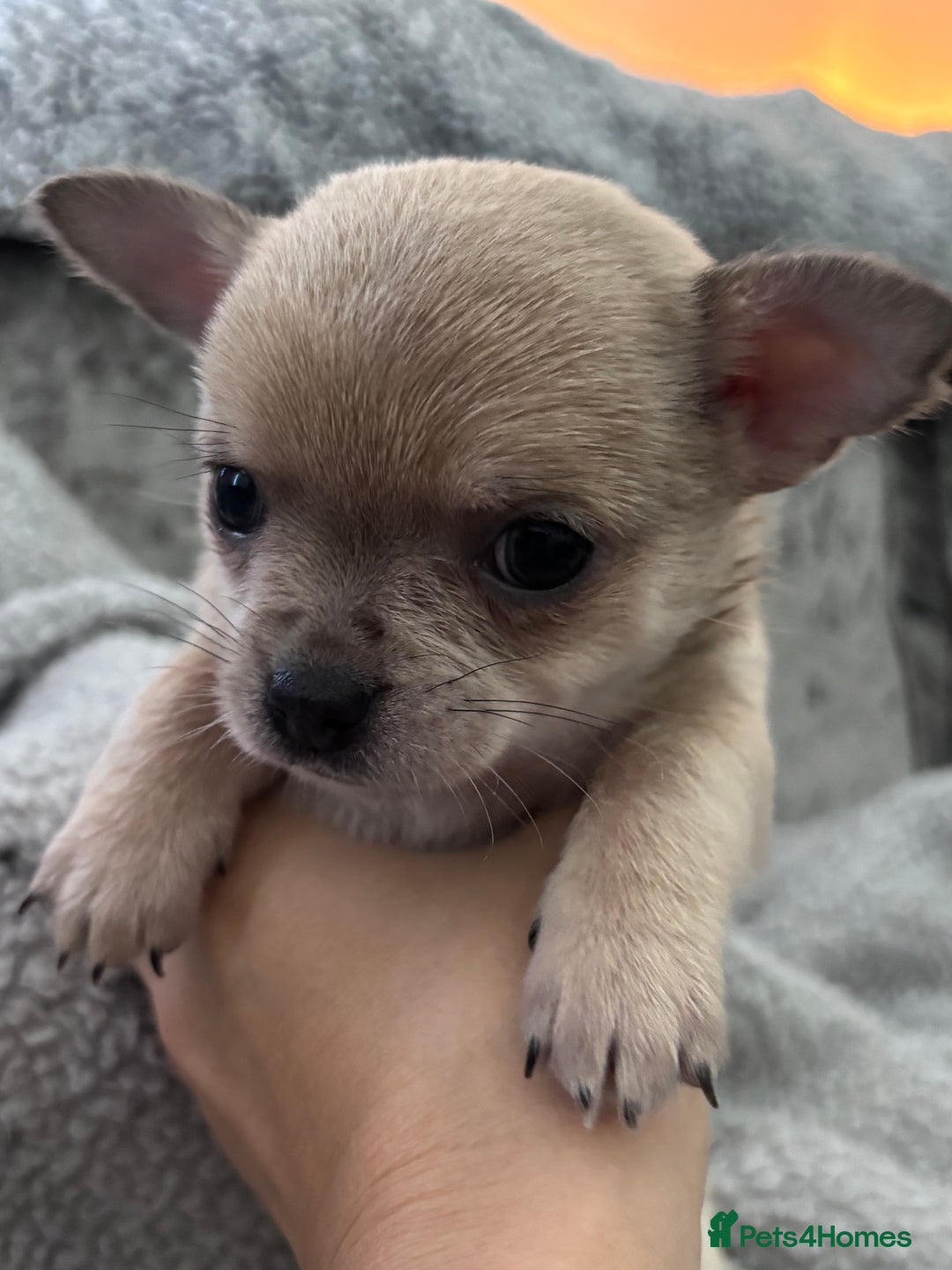 Chihuahua dogs for sale: KCREG Long/Shorthair chihuahua Champ/russian Lines - Advert 19