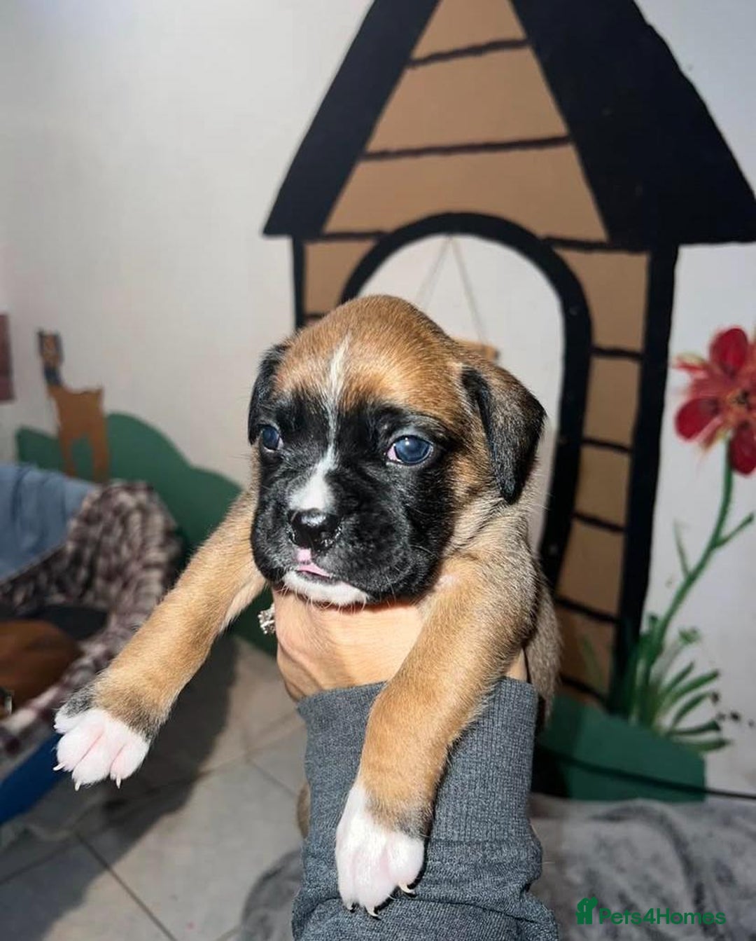 Boxer dogs for sale: STUNNING BOXER PUPPIES - Advert 5