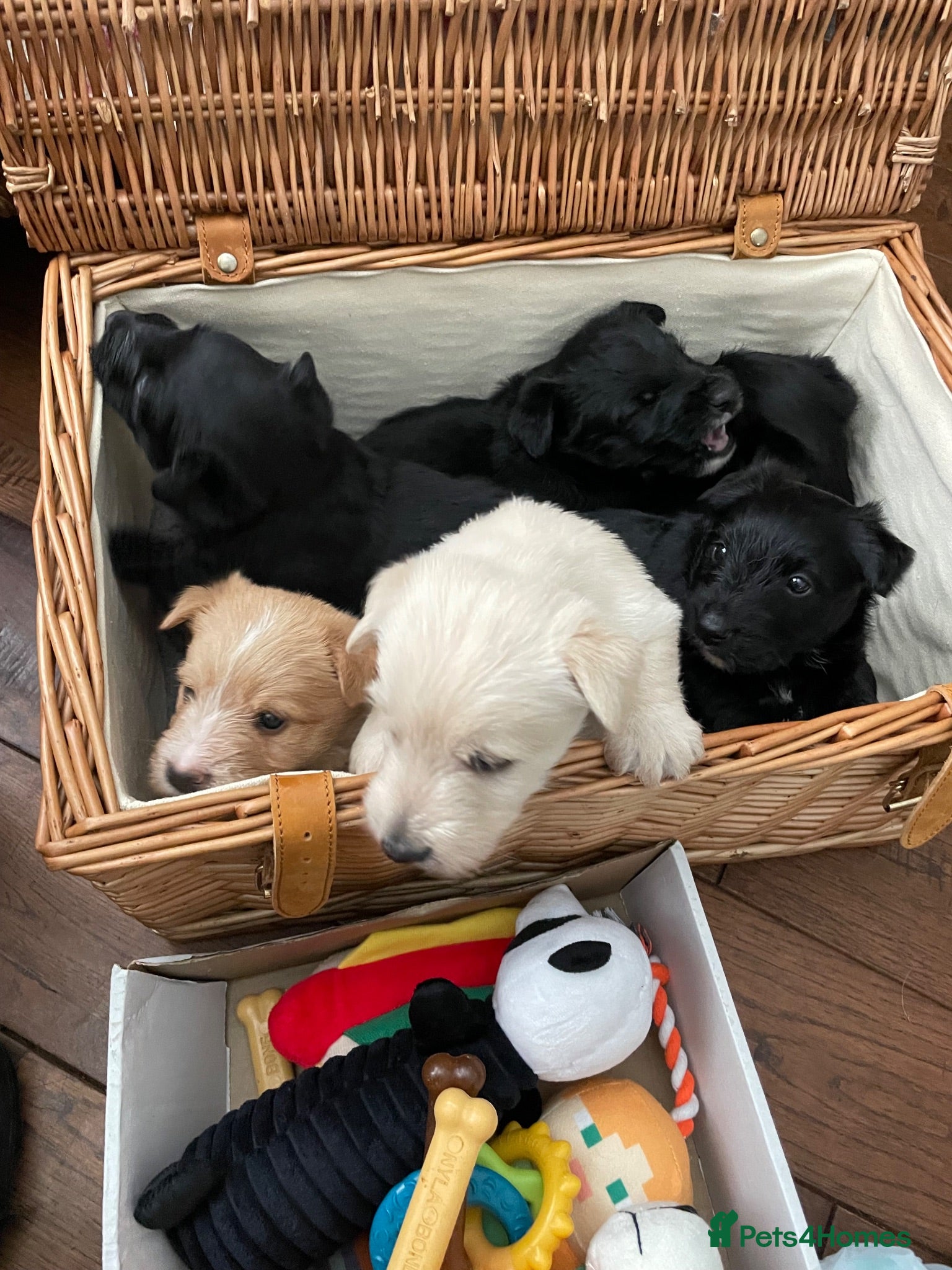 Scottish Terrier dogs Beautiful KC Registered Scottish Terrier Puppies - Advert 1