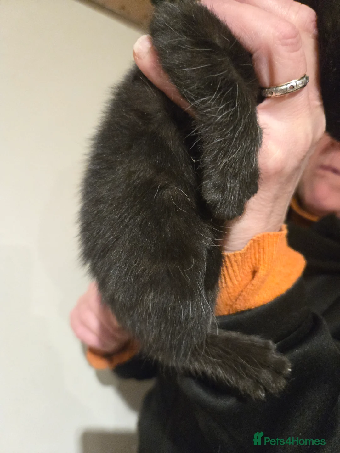 Mixed Breed cats for sale: Gorgeous black kittens house reared. - Advert 11