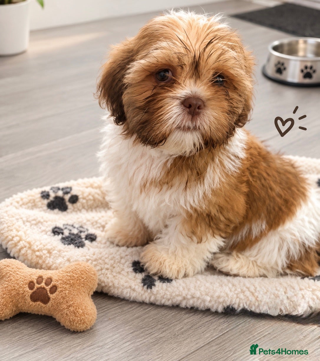 Shih Tzu dogs Shih Tzu - Advert 13