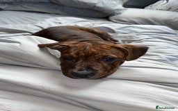 Mixed Breed dogs for sale: 16 week American Bulldog/staff - Advert 7