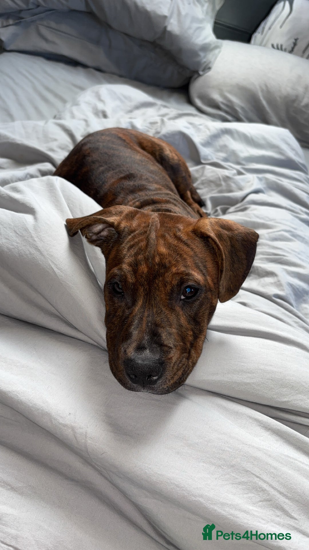 Mixed Breed dogs for sale: 16 week American Bulldog/staff - Advert 7