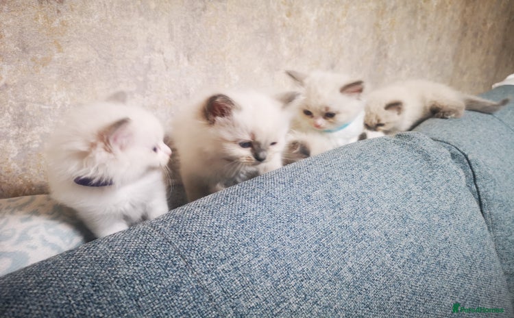 Ragdoll cats - Advert 1