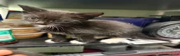 Mixed Breed cats for sale: 🐾 Adorable Kittens Looking for Loving Homes! 🐾 - Advert 9