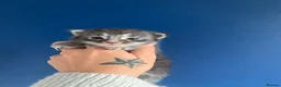 Maine Coon cats for sale: AMAZING TICA REGISTERED KITTENS - Advert 17
