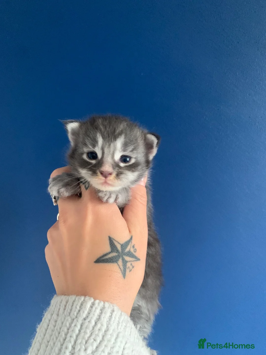 Maine Coon cats for sale: AMAZING TICA REGISTERED KITTENS - Advert 17