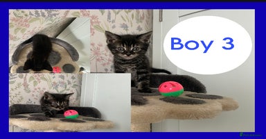 Mixed Breed cats - Advert 9