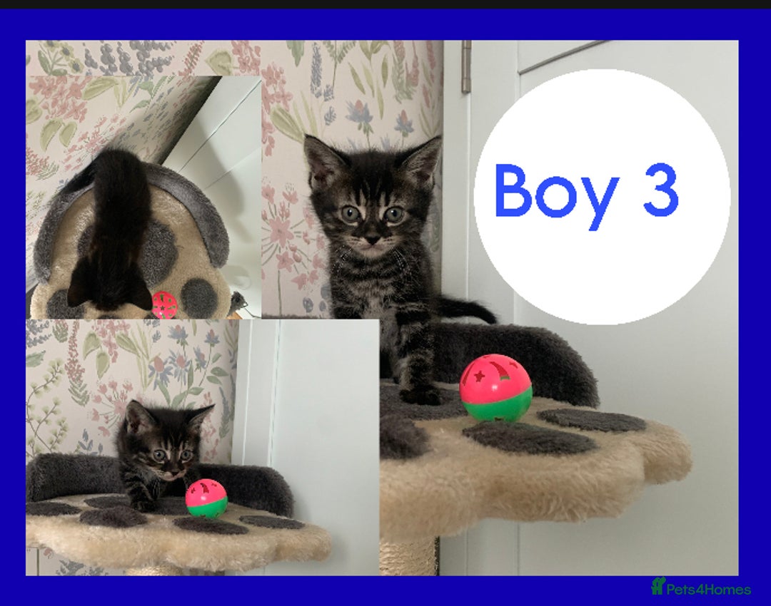 Mixed Breed cats for sale: Stunning kittens for sale  - Image 3