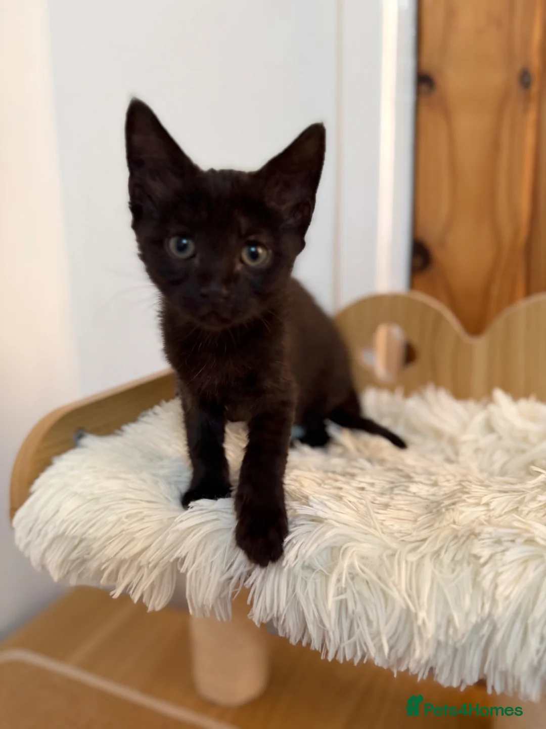 Mixed Breed cats for sale: Maine coon cross tabby mixed kittens - Advert 11