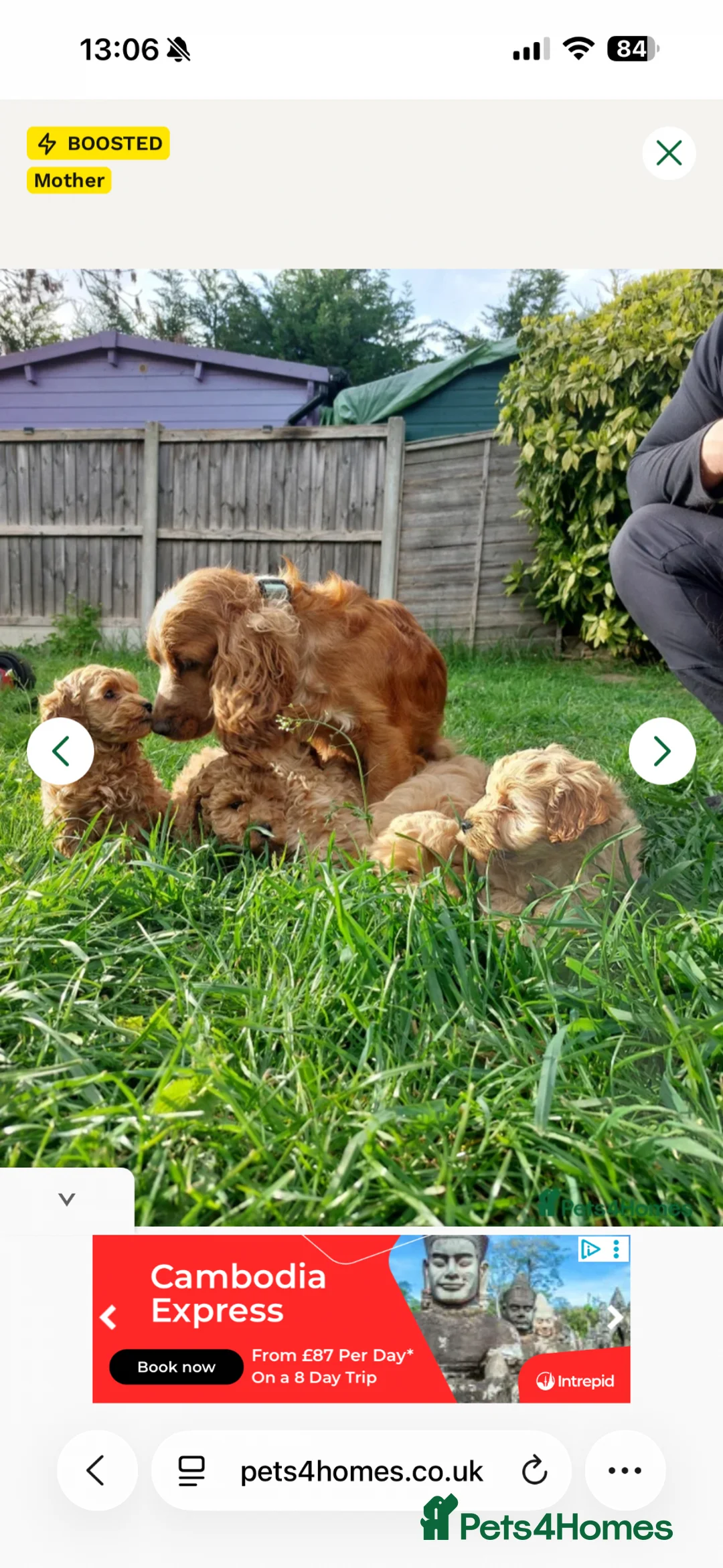 Cavapoo dogs for sale: Beautiful Red cavapoo Puppy for sale  - Advert 2