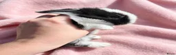 Mini Lion Lop rabbits for sale: Breeding pair of mini lion lops plus babies - Advert 12