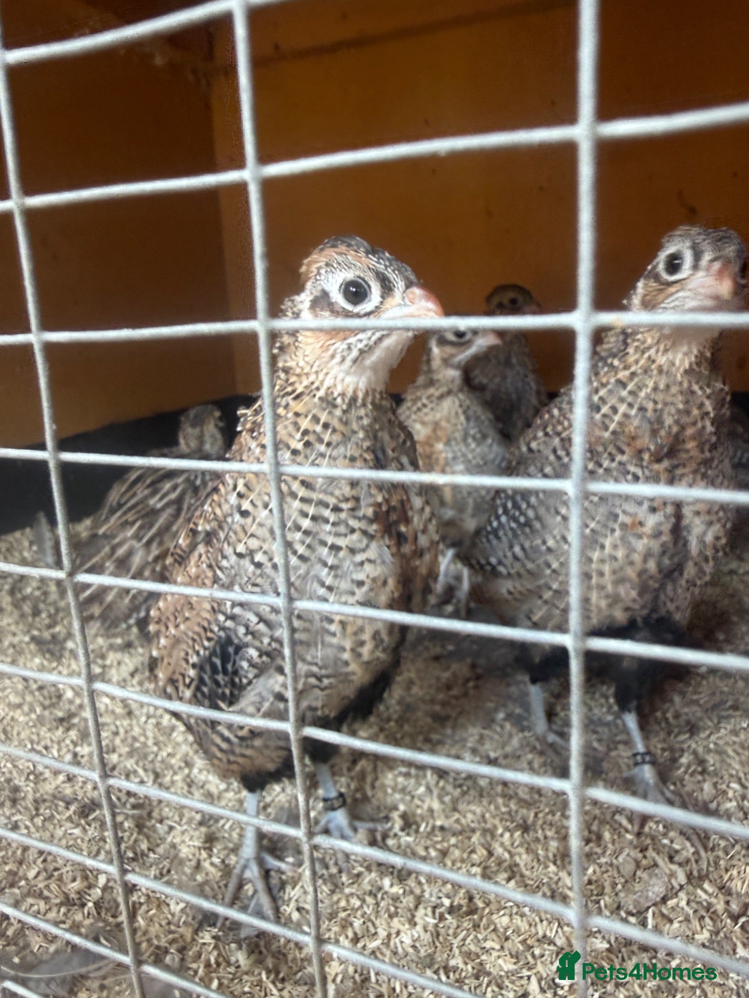Quail poultry Young Male Mearns Quails - Advert 1