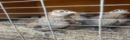Quail poultry for sale: Young Male Mearns Quails - Advert 1