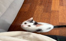 Domestic Shorthair cats for sale: Kittens looking for their forever home - Image 3