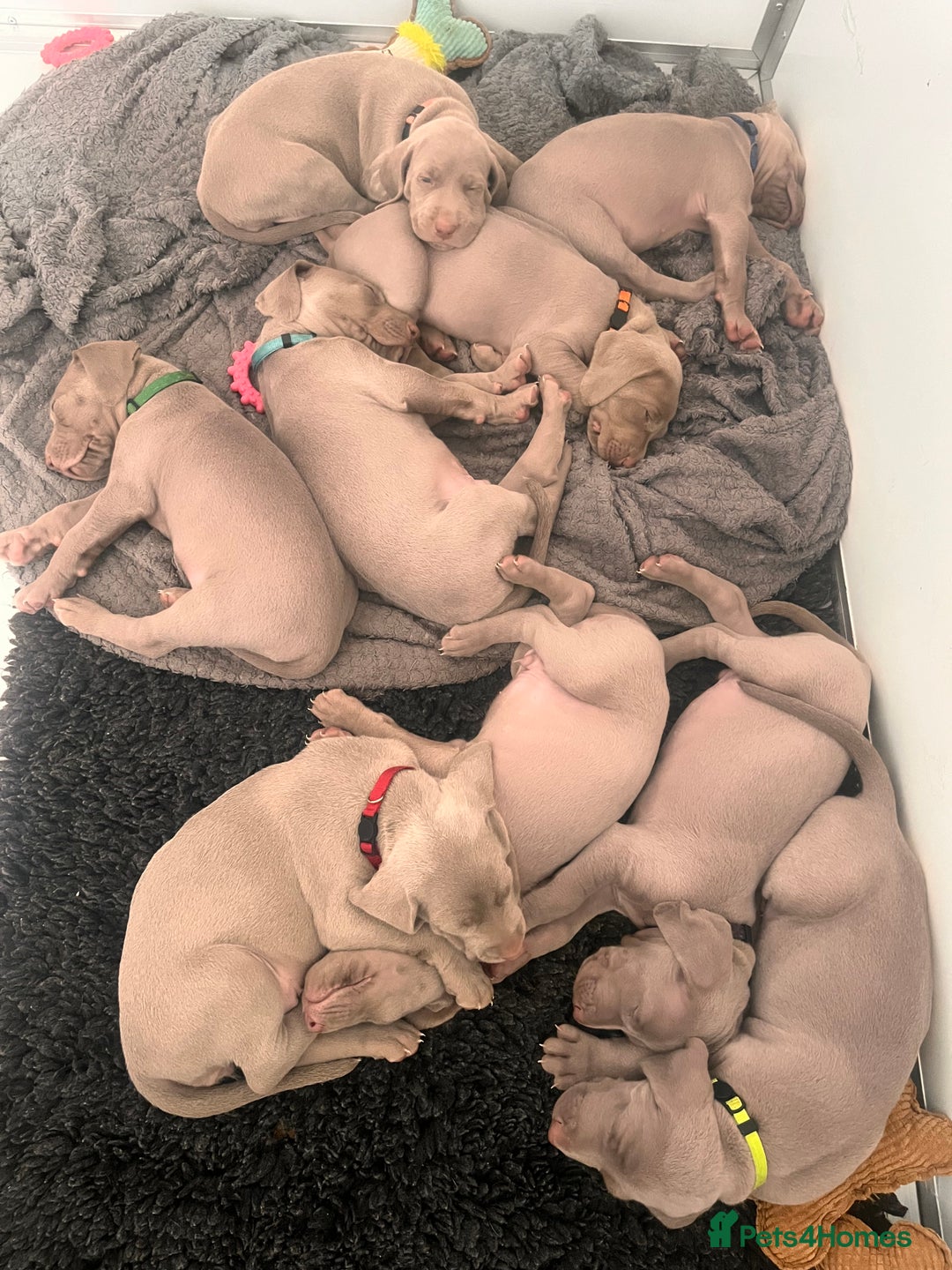 Weimaraner dogs for sale: Weimaraner litter - Image 10