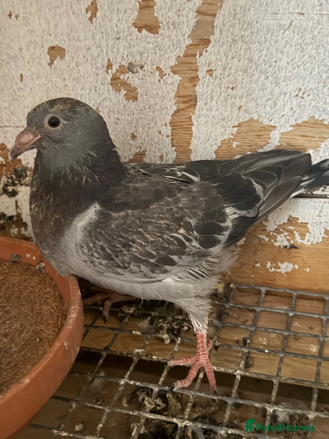 Pigeons birds for sale: Racing pigeons  - Advert 2