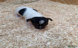 Jack Russell dogs for sale: Adorable Jack russel puppy’s for sale - Advert 9