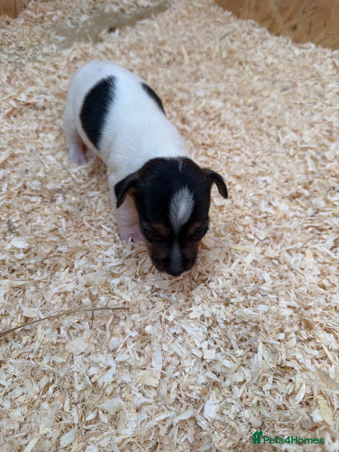 Jack Russell dogs for sale: Adorable Jack russel puppy’s for sale - Advert 9