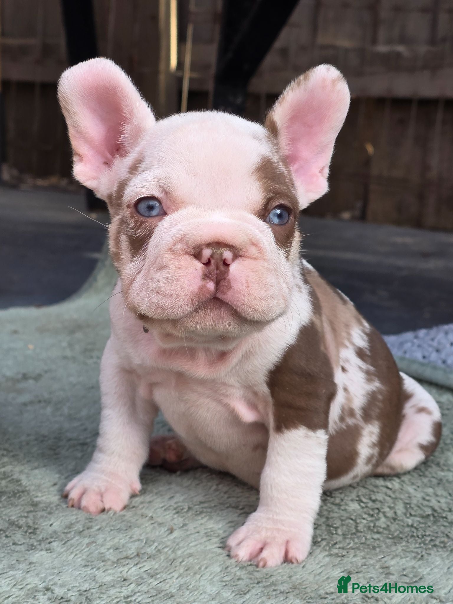 French Bulldog dogs £1200 only! French Bulldog with papers - Advert 5