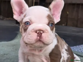 French Bulldog dogs £1200 only! French Bulldog with papers - Advert 5
